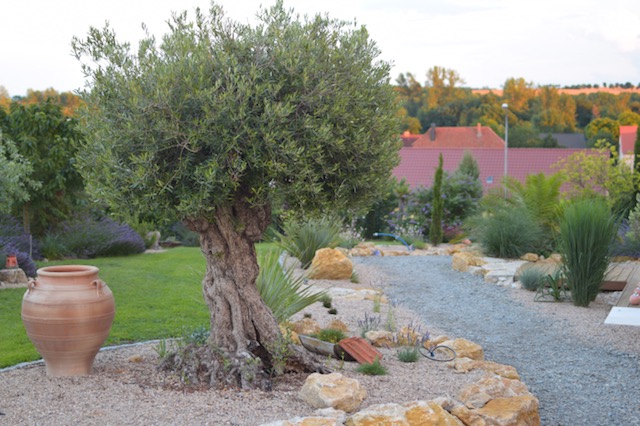 Olivenbaum im Sommer 2017