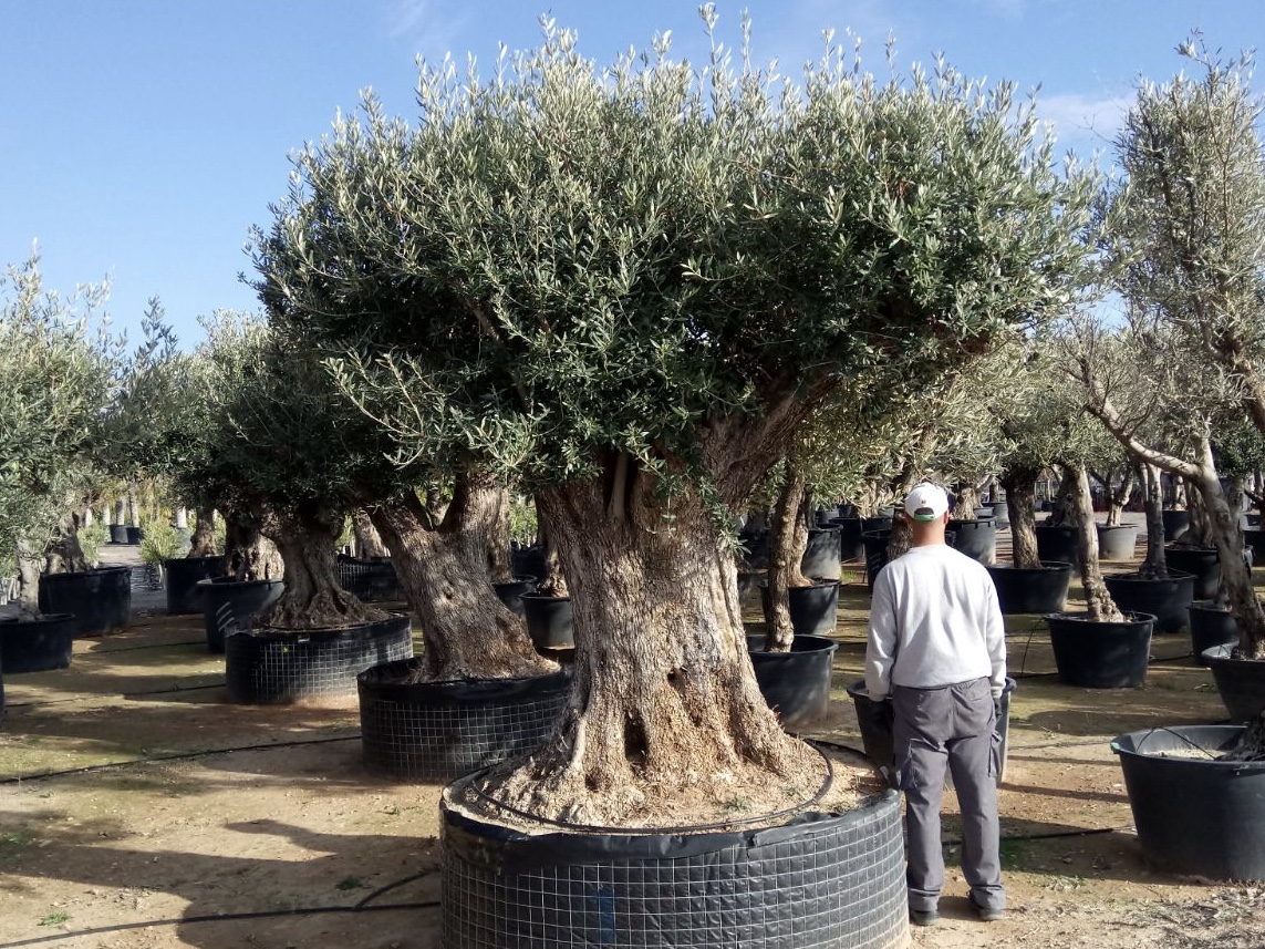 mediterrane Pflanzen : Olivenbaum Unikat, full size