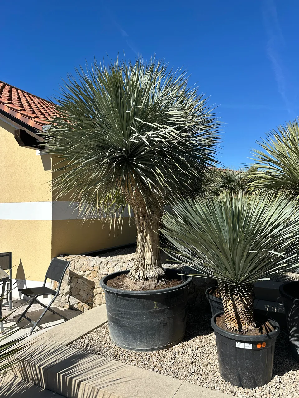 Yuccas am Hauptstandort Gangloffsömmern, Thüringen